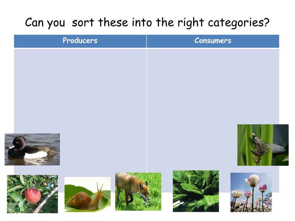 PPT WALT sequence animals in the food chain PowerPoint Presentation