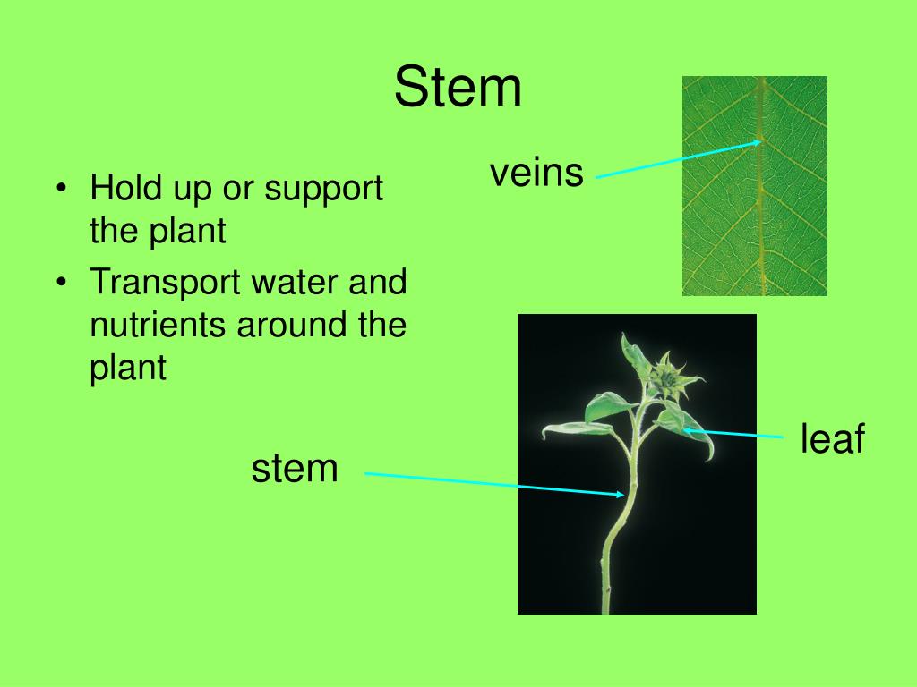 PPT Plants PowerPoint Presentation, free download ID330151
