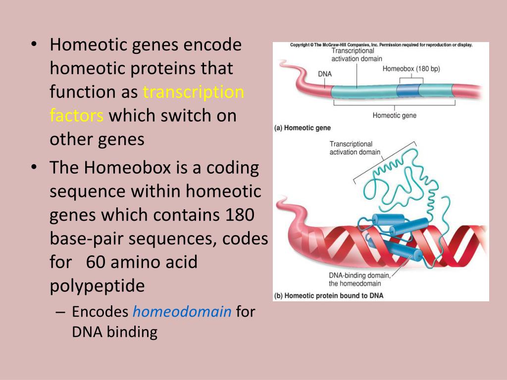 PPT Homeobox Genes PowerPoint Presentation, free download ID330316