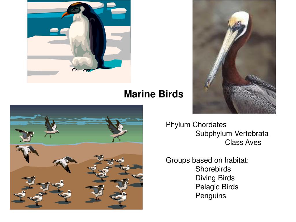 PPT Marine Birds PowerPoint Presentation, free download ID33090