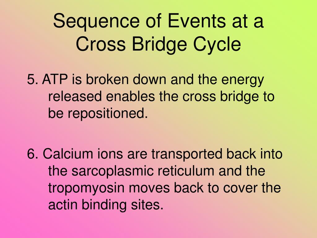 PPT CONTRACTION OF SKELETLAL MUSCLE SLIDING FILAMENT THEORY