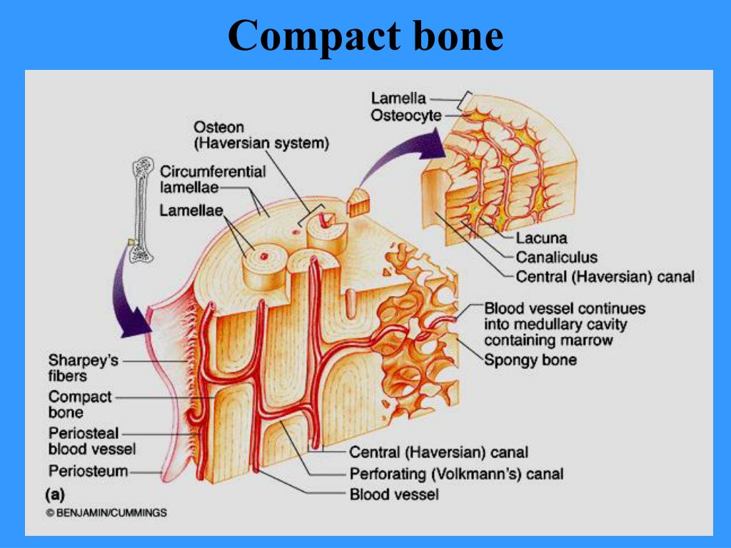 PPT BONES AND BONE TISSUES PowerPoint Presentation, free download