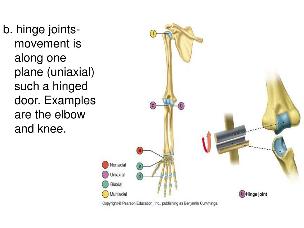 PPT Chapter 9 Joints PowerPoint Presentation, free download ID331701
