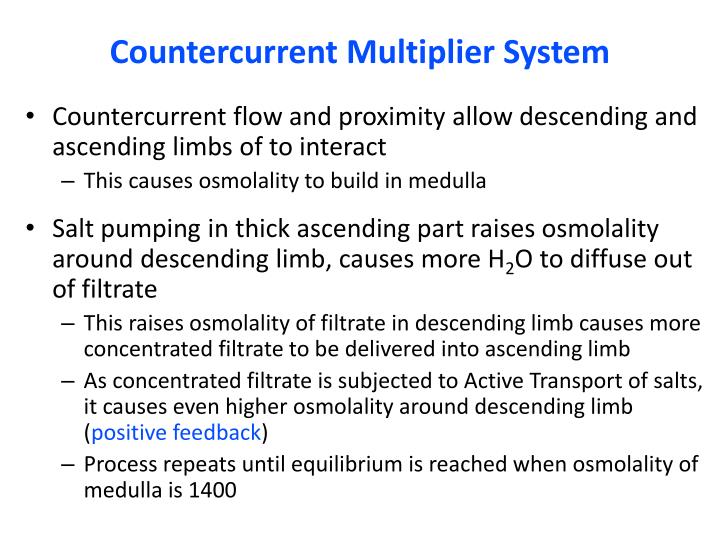 PPT The Urinary System PowerPoint Presentation ID331709