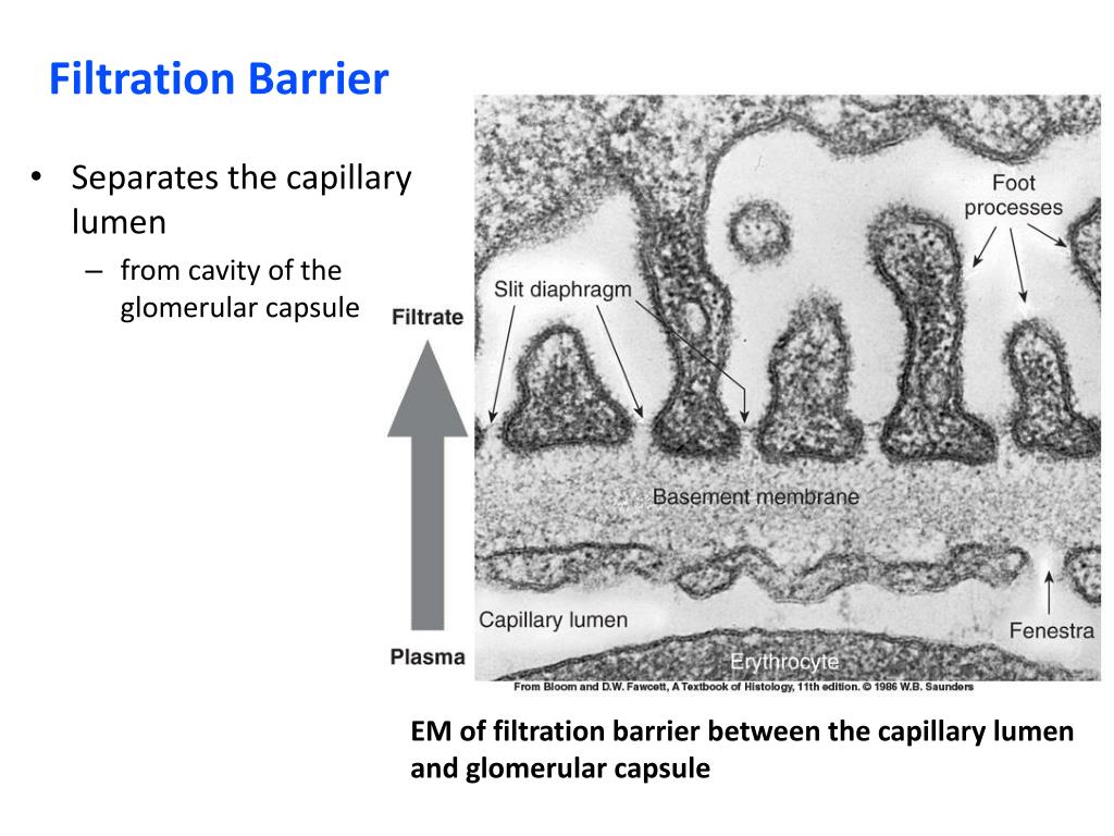 PPT The Urinary System PowerPoint Presentation, free download ID331709