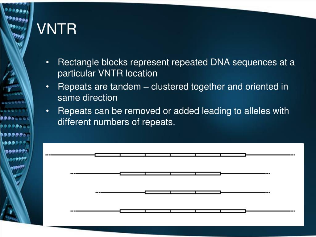 PPT VNTR, STR and RFLP PowerPoint Presentation ID332059