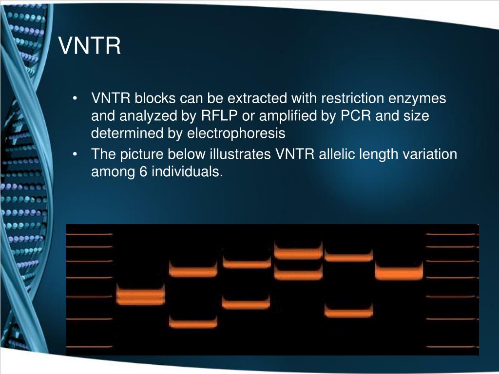 PPT VNTR, STR and RFLP PowerPoint Presentation, free download ID332059