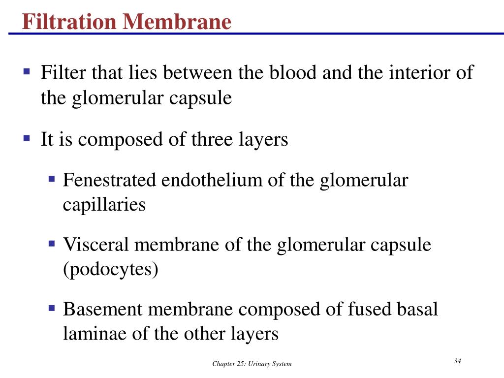 PPT The Urinary System Part A PowerPoint Presentation, free download