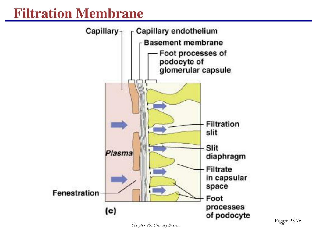 PPT The Urinary System Part A PowerPoint Presentation, free download