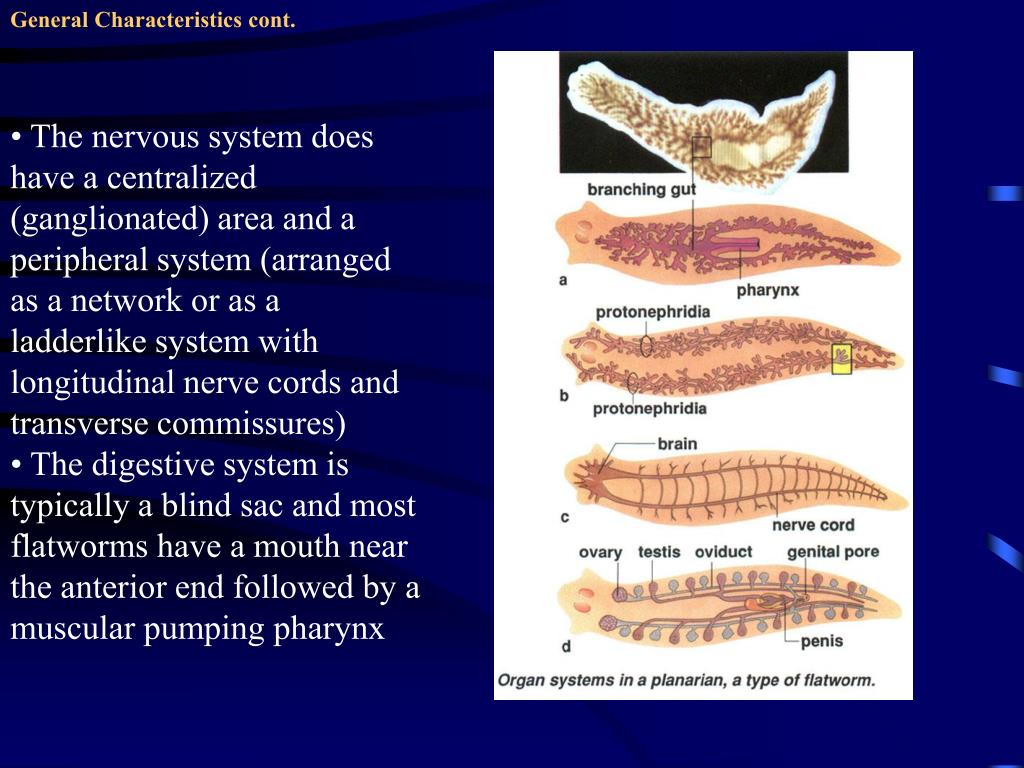 PPT Chapter 13 Introduction to Phylum Platyhelminthes PowerPoint