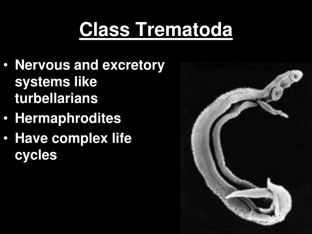 PPT Unsegmented Worms PowerPoint Presentation, free