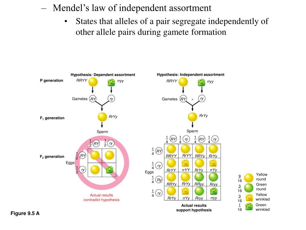 PPT MENDELIAN PowerPoint Presentation ID336093