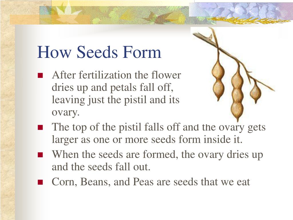 PPT PLANTS structure and function PowerPoint Presentation, free