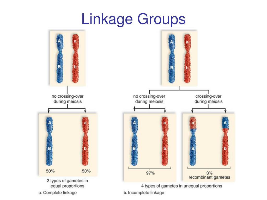 PPT 23.1 Mendel’s Laws PowerPoint Presentation, free download ID336356