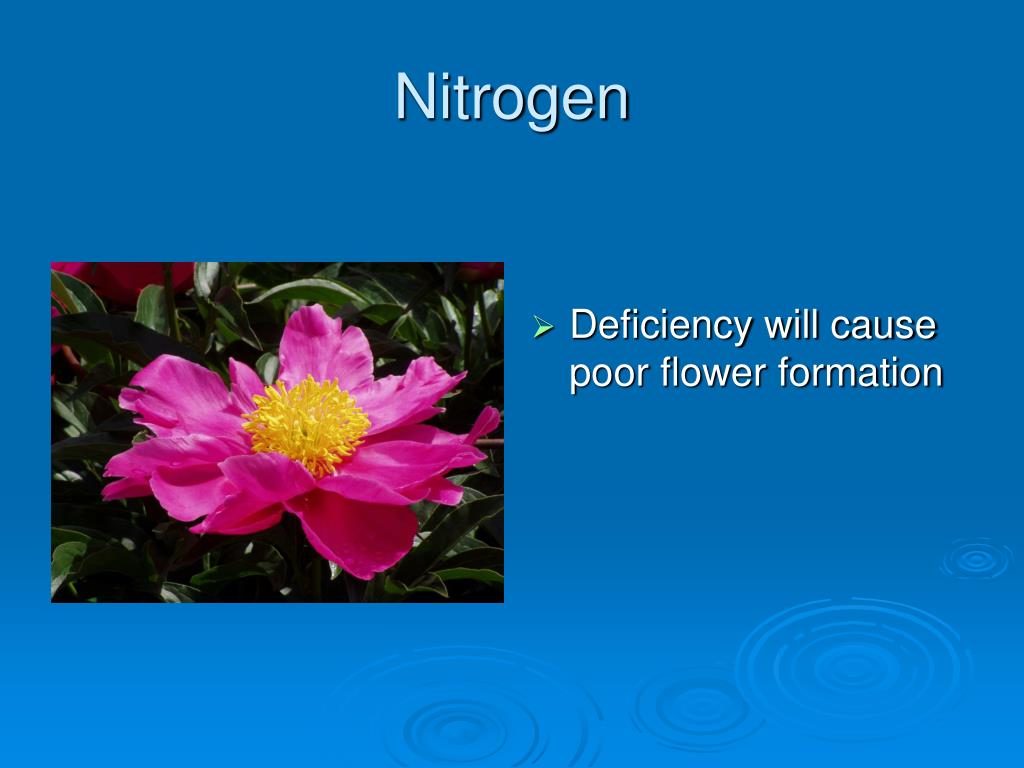 PPT Flower Structure PowerPoint Presentation, free download ID336595