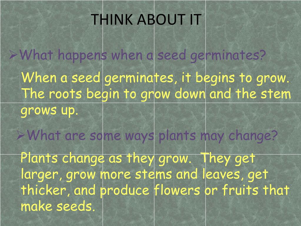 PPT CHAPTER 1 Plants Grow and Change PowerPoint Presentation, free