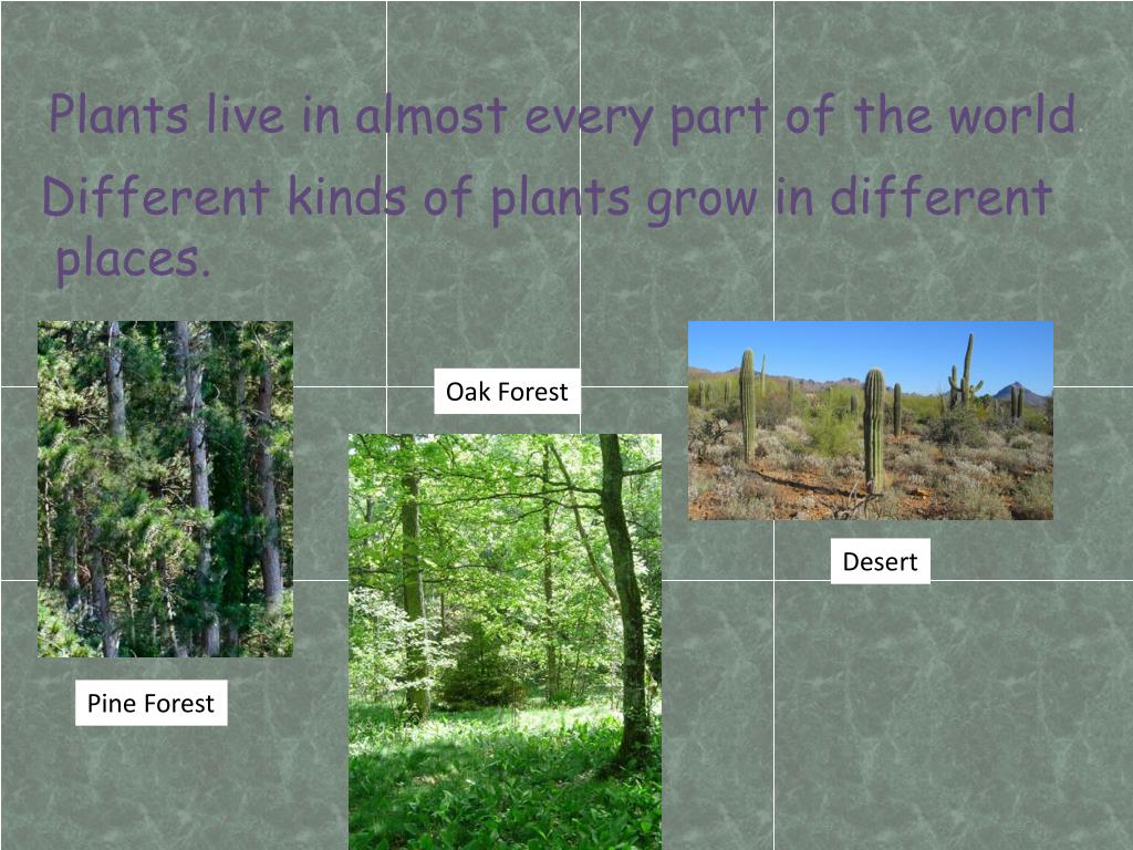 PPT CHAPTER 1 Plants Grow and Change PowerPoint Presentation, free