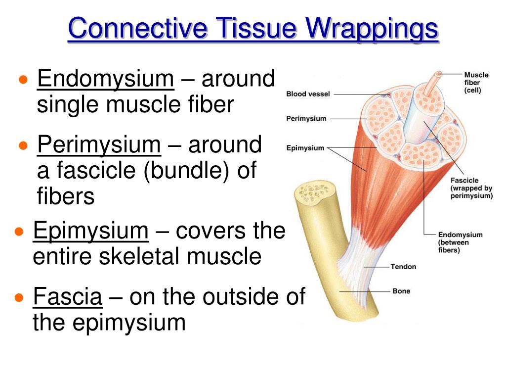 PPT Chapter 6 The Muscle Anatomy PowerPoint Presentation ID337548