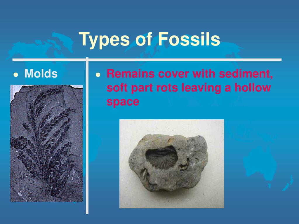 PPT FOSSILS PowerPoint Presentation, free download ID339295