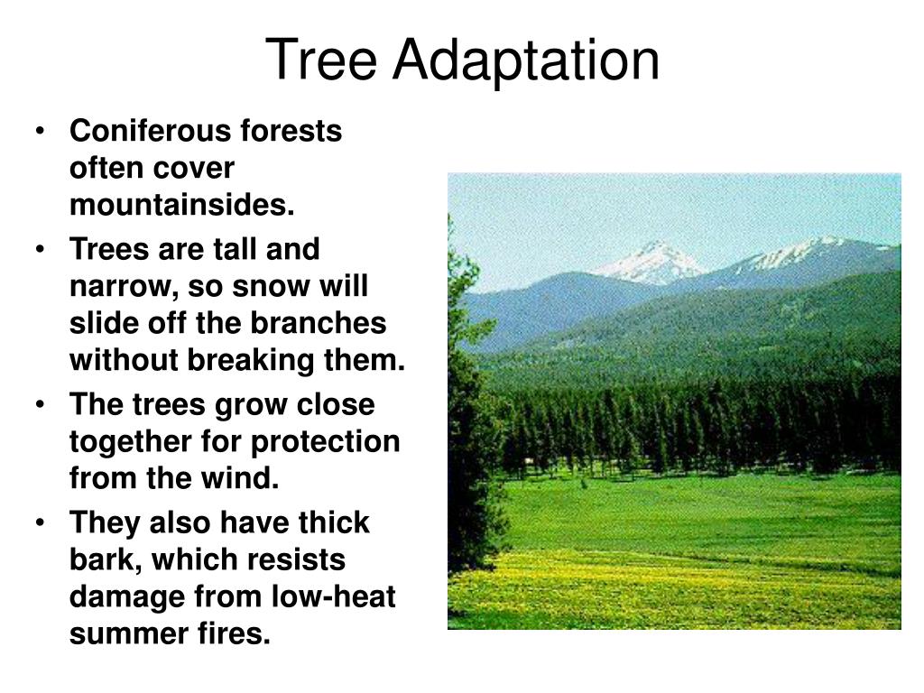 PPT Coniferous Forest Biome PowerPoint Presentation, free download