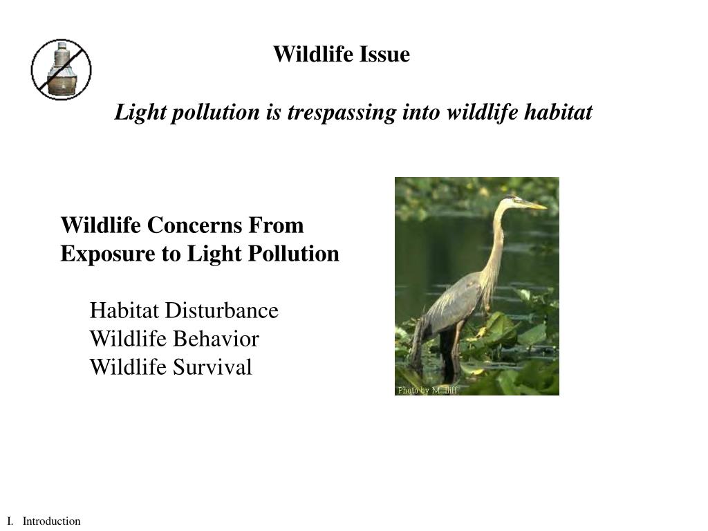 PPT Understanding the Effects of Light Pollution on Wildlife PowerPoint Presentation ID34052