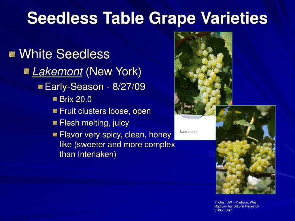 PPT Seedless Table Grapes 2009 Update PowerPoint Presentation, free