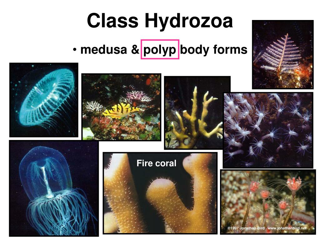 PPT Tree of Life PowerPoint Presentation, free download ID342444