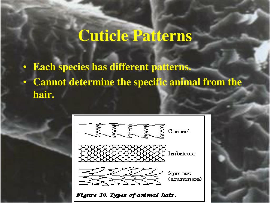 PPT CHAPTER 8 PowerPoint Presentation, free download ID349549