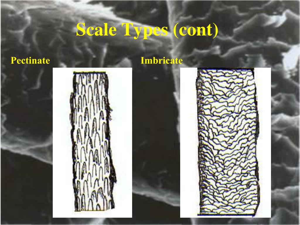 PPT CHAPTER 8 PowerPoint Presentation, free download ID349549