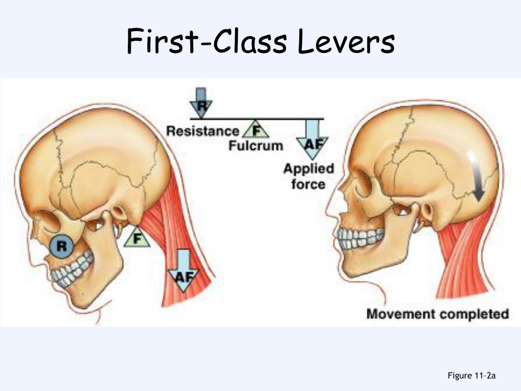 PPT Muscles PowerPoint Presentation, free download ID350227