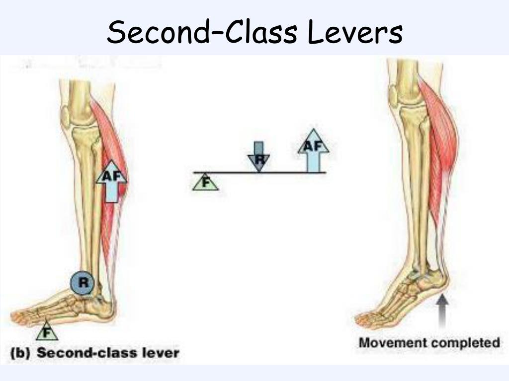 PPT Muscles PowerPoint Presentation, free download ID350227