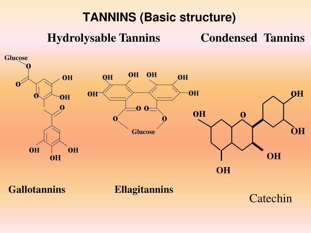 PPT TANNINS AND HUMAN HEALTH Nutraceuticals effect of Tannin and its