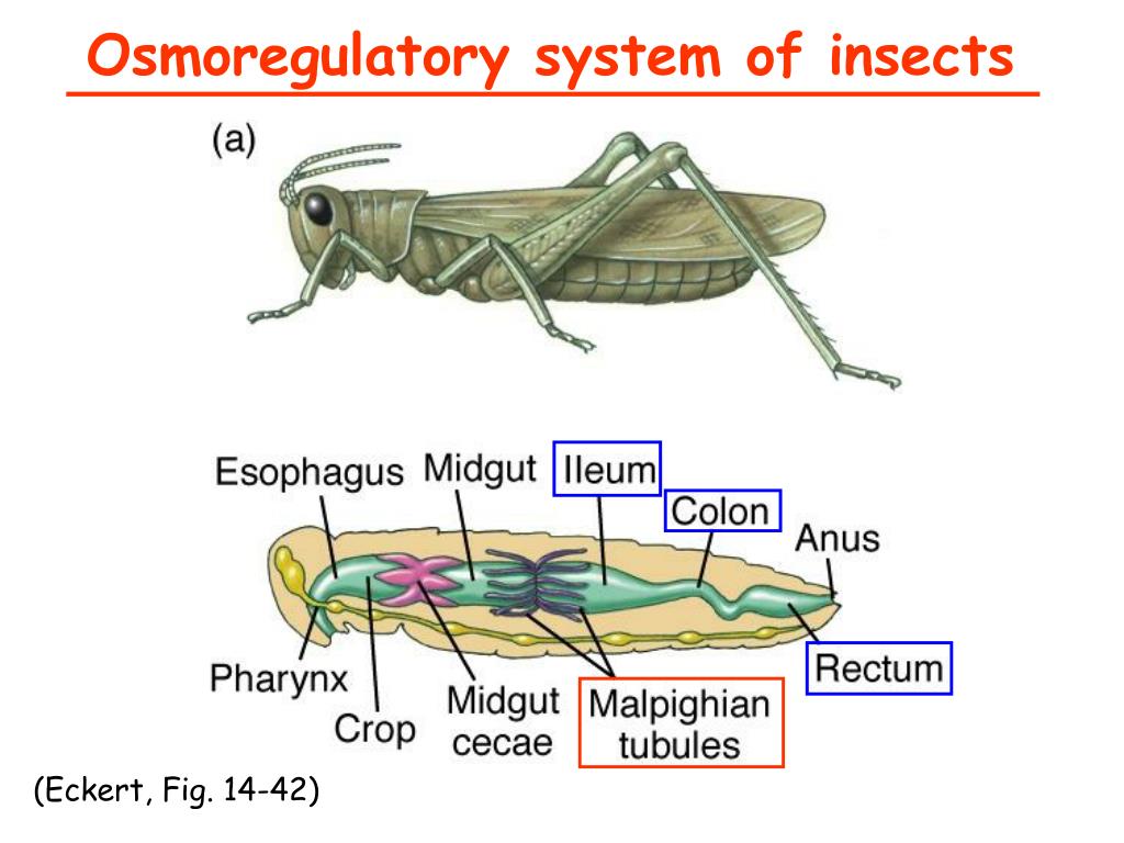 PPT - Invertebrates Excretory Systems PowerPoint Presentation, free