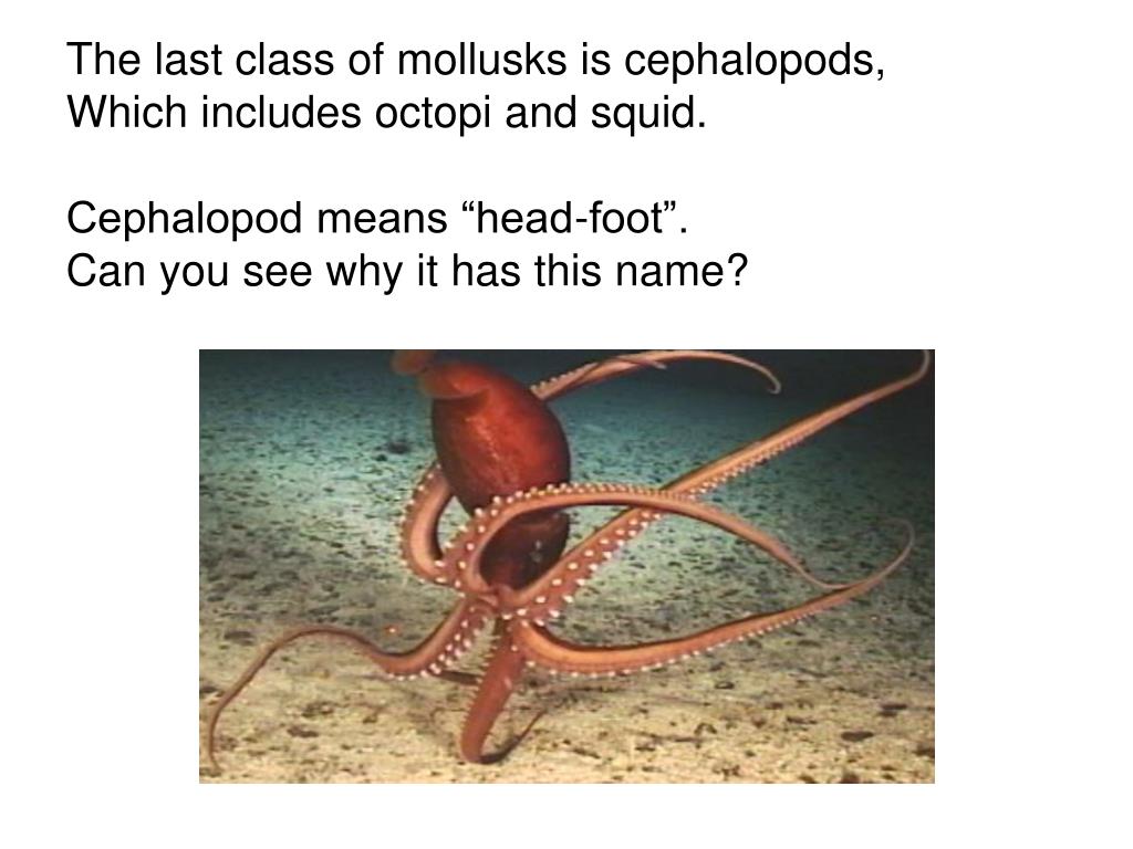 PPT Mollusks are softbodied animals with a hard protective covering