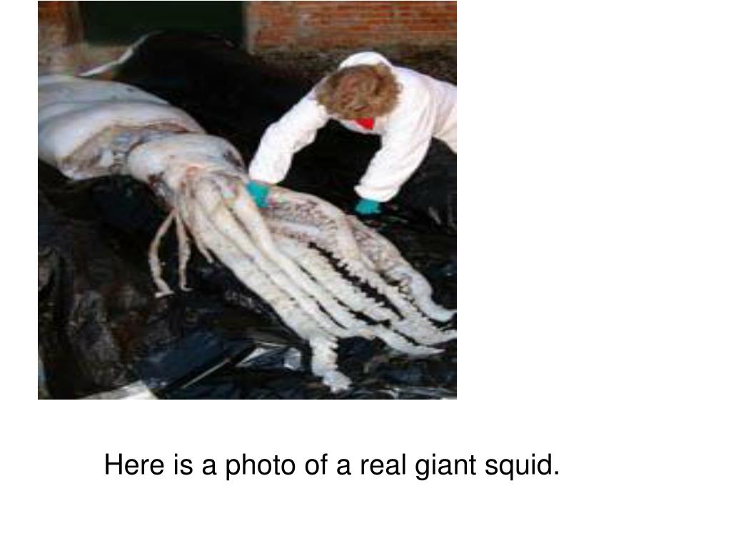 PPT Mollusks are softbodied animals with a hard protective covering