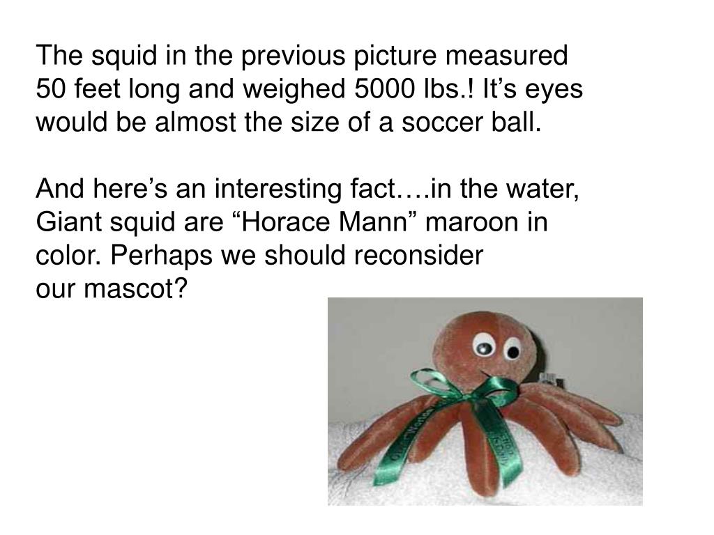 PPT Mollusks are softbodied animals with a hard protective covering