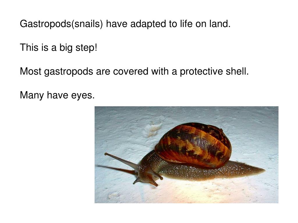 PPT Mollusks are softbodied animals with a hard protective covering