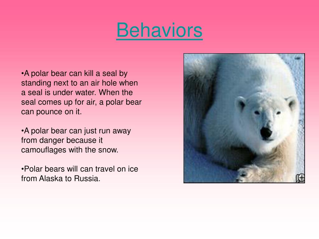 PPT Polar Bear By Nicole Monde PowerPoint Presentation, free download