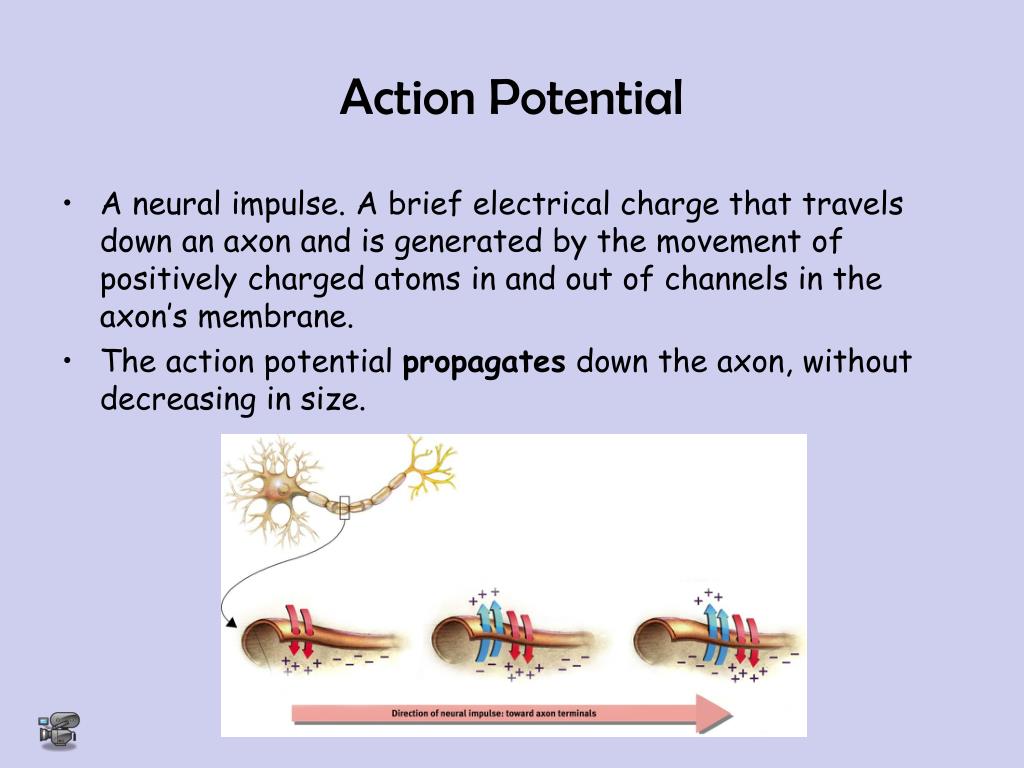 PPT The Biology of Mind Chapter 2 PowerPoint Presentation ID353206