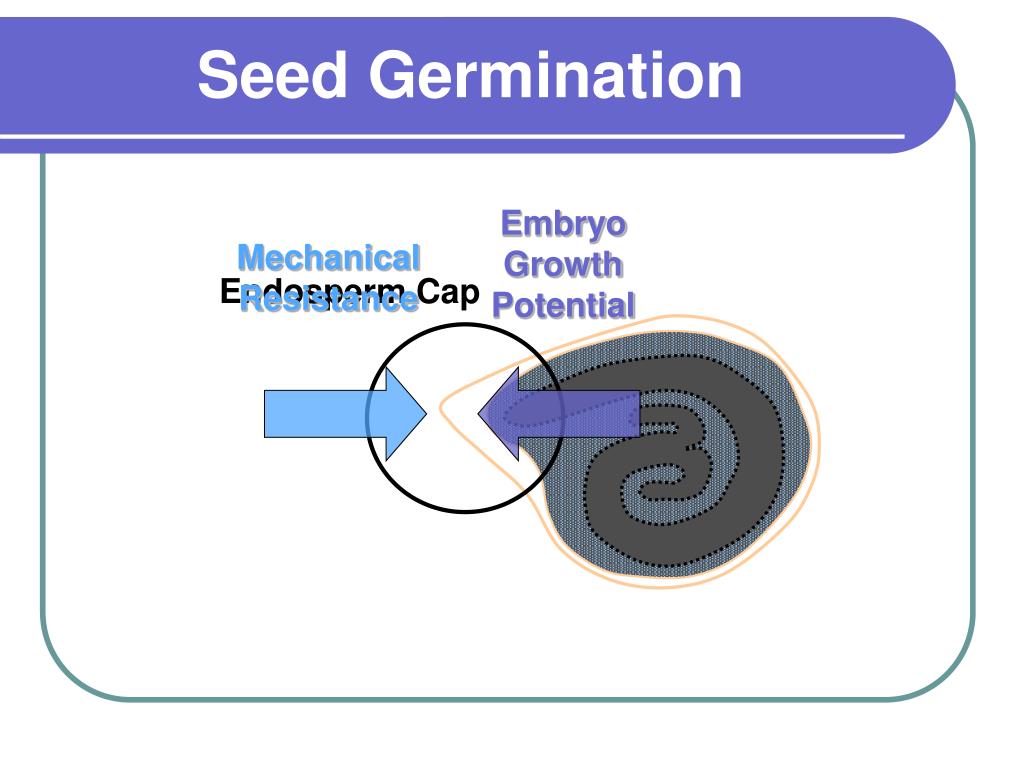 PPT Tomato Seed Development and Germination PowerPoint Presentation