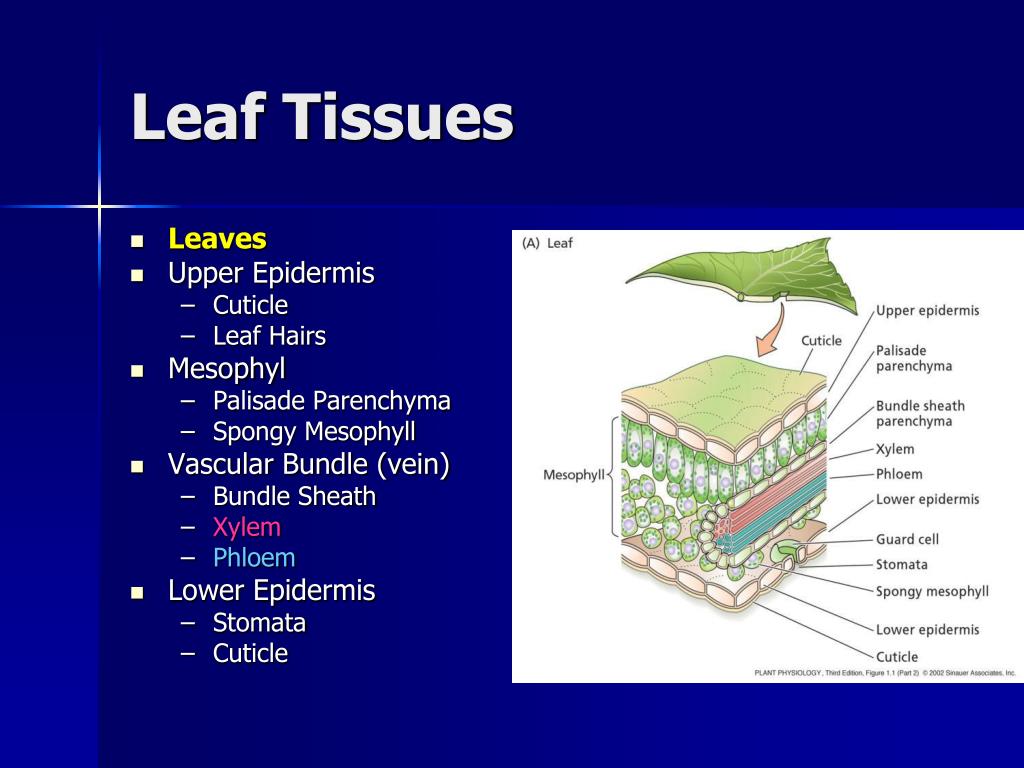 PPT Vegetative Structure PowerPoint Presentation, free download ID