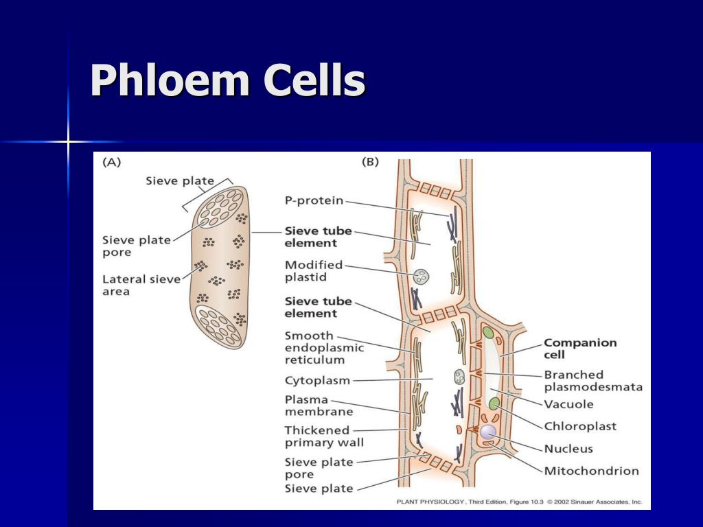 PPT Vegetative Structure PowerPoint Presentation, free download ID