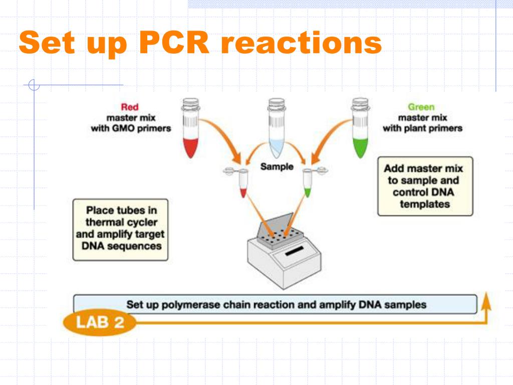 PPT Today’s PCR GMO Detection PowerPoint Presentation, free download