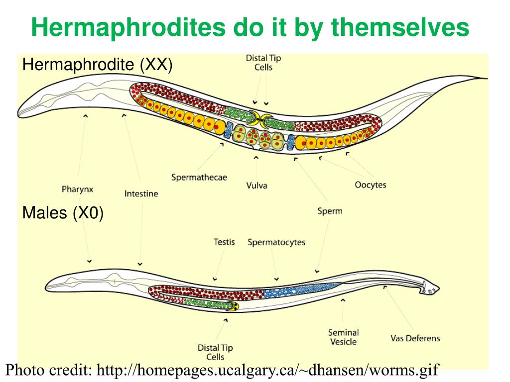 PPT Caenorhabditis elegans (C. elegans) An elegant worm PowerPoint