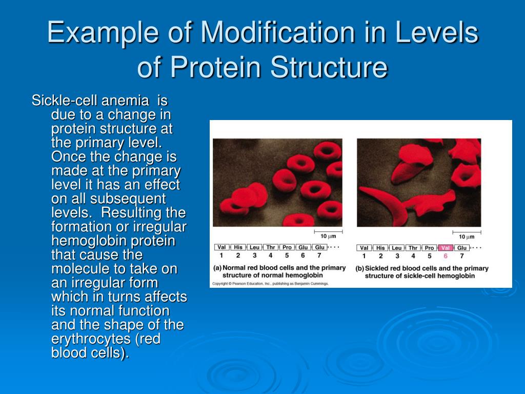 PPT Macromolecules Carbohydrates, Lipids, Proteins and Nucleic Acids