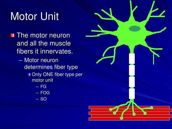 PPT Motor Function and the Motor Unit PowerPoint Presentation ID357225