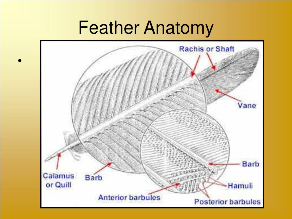 PPT Phylum Aves PowerPoint Presentation, free download ID35724