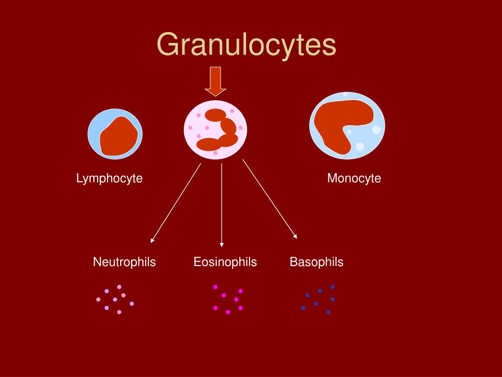 PPT Unit 2 Blood Components PowerPoint Presentation, free download