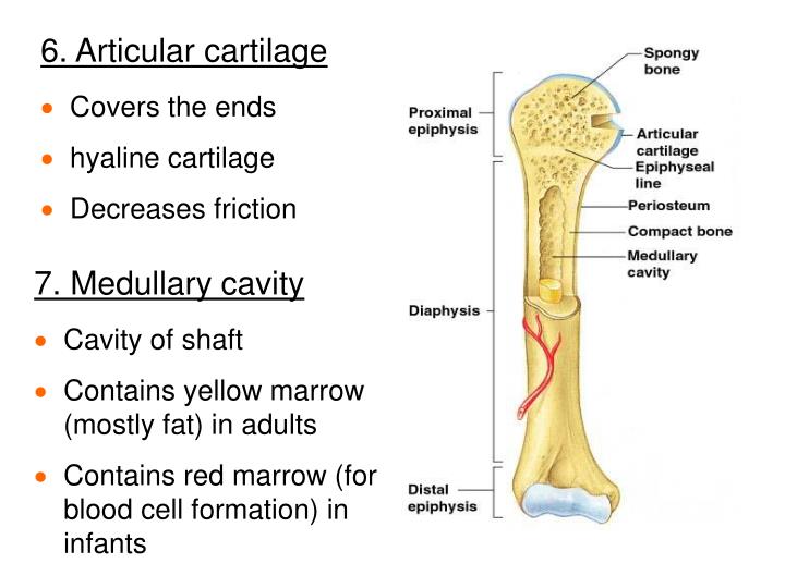 PPT Chapter 5 Gross & Microscopic Bone Anatomy PowerPoint