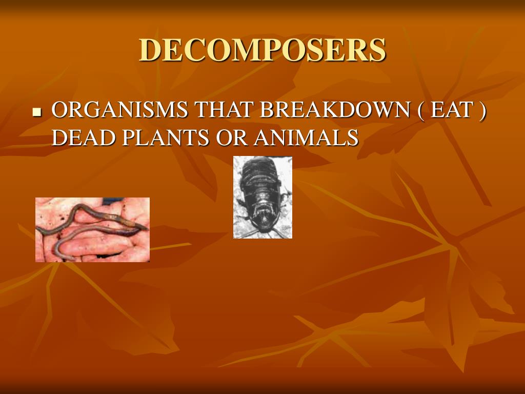 PPT SCIENCE VOCABULARY PowerPoint Presentation, free download ID359441